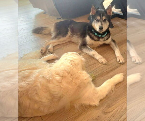 Medium Photo #4 Siberian Husky-Unknown Mix Puppy For Sale in Andover, MN, USA