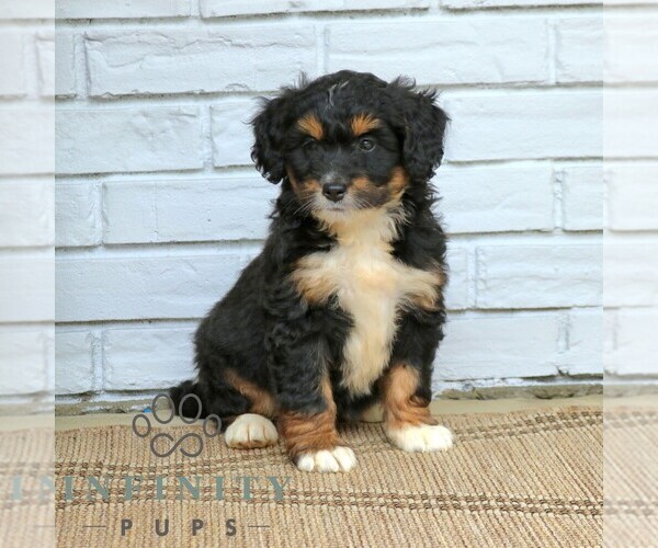 Medium Photo #4 Bernedoodle (Miniature) Puppy For Sale in NARVON, PA, USA