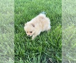 Small Photo #5 Pomeranian Puppy For Sale in SILEX, MO, USA
