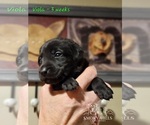 Small Photo #39 Labrador Retriever Puppy For Sale in POCAHONTAS, IL, USA