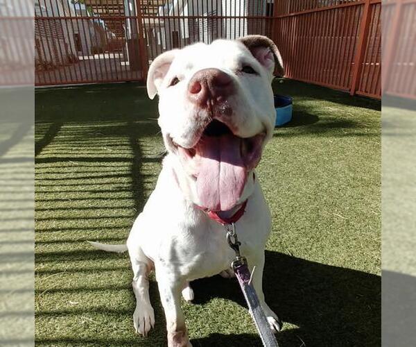 Medium Photo #2 Mutt Puppy For Sale in Las Vegas, NV, USA