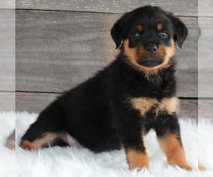 Rottweiler Puppy for sale in FREDERICKSBURG, OH, USA