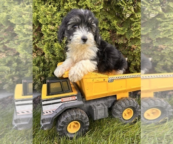 Medium Photo #2 Poo-Ton Puppy For Sale in MIDDLEBURY, IN, USA