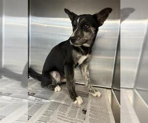Siberian Husky Dogs for adoption in San Antonio, TX, USA