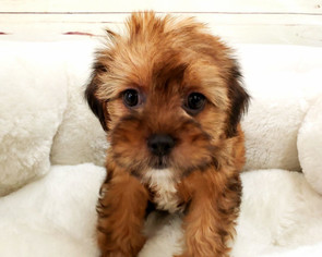 Shorkie Tzu Puppy for sale in LA MIRADA, CA, USA