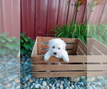 Puppy Micro Mini male Goldendoodle-Poodle (Miniature) Mix