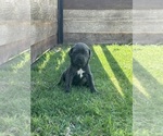 Small Photo #6 Cane Corso Puppy For Sale in LUBBOCK, TX, USA