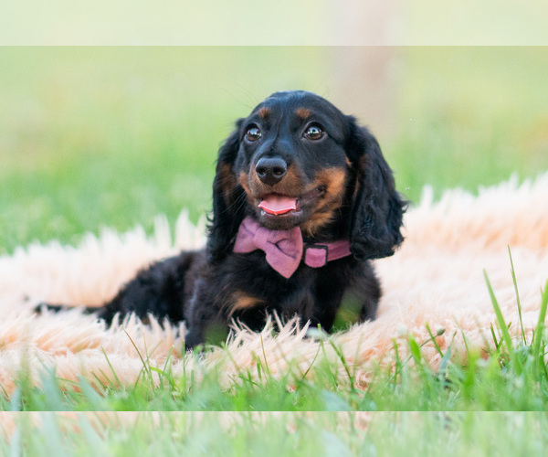 Medium Photo #46 Dachshund Puppy For Sale in WARSAW, IN, USA