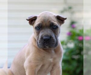 Cane Corso Puppy for sale in HONEY BROOK, PA, USA