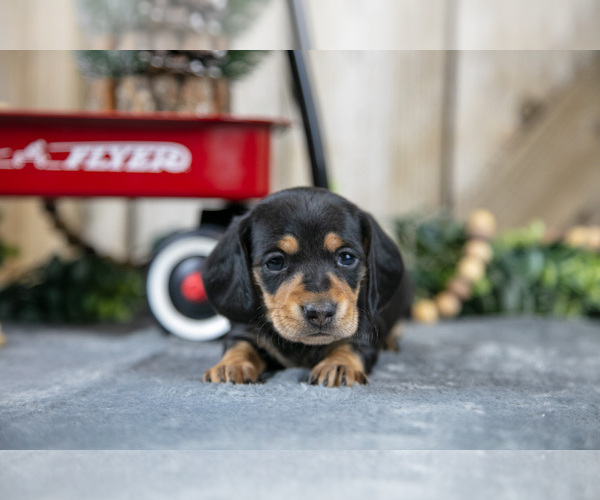 Medium Photo #3 Dachshund Puppy For Sale in GREENWICH, OH, USA