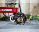 Small #2 Dachshund