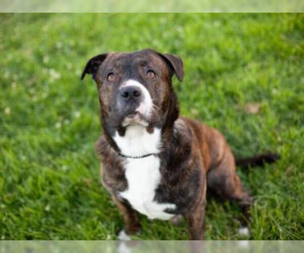 Medium Photo #1 Mutt Puppy For Sale in Martinez, CA, USA