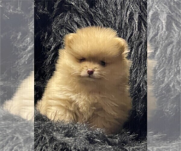 Medium Photo #1 Pomeranian Puppy For Sale in PALM BEACH, FL, USA