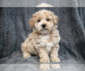 Medium Bichpoo