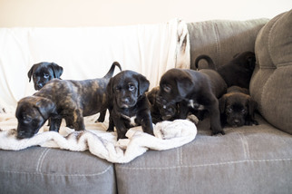 Australian Cattle Dog-Golden Retriever Mix Puppy for sale in BIRMINGHAM, AL, USA