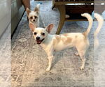 Small Chihuahua Mix