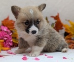 Small #2 Pembroke Welsh Corgi