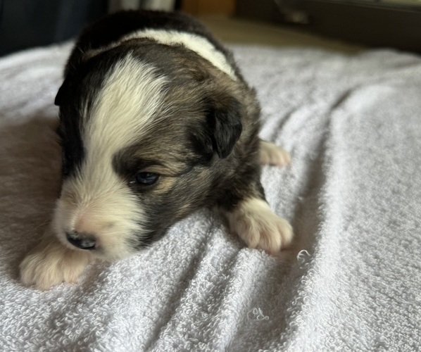 Medium Photo #4 Australian Shepherd-Miniature Australian Shepherd Mix Puppy For Sale in PETERSBURG, IL, USA