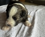 Small #3 Australian Shepherd-Miniature Australian Shepherd Mix