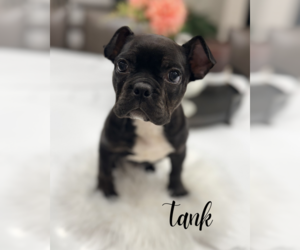 French Bulldog Puppy for sale in ADDISON, IL, USA