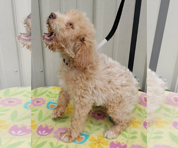Medium Photo #2 Goldendoodle Puppy For Sale in Mountain View, MO, USA