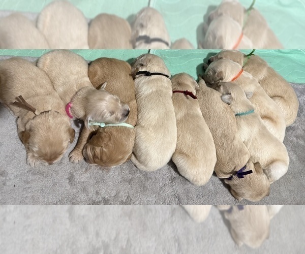 Medium Photo #1 Golden Retriever Puppy For Sale in WEEKI WACHEE, FL, USA