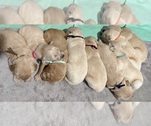 Golden Retriever Litter for sale in WEEKI WACHEE, FL, USA
