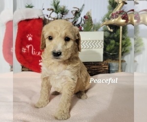 Goldendoodle (Miniature) Puppy for sale in REED CITY, MI, USA