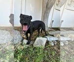 Small #7 Labrador Retriever Mix