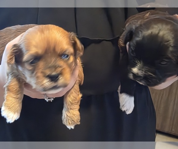 Medium Photo #6 Shorkie Tzu Puppy For Sale in MATTOON, IL, USA