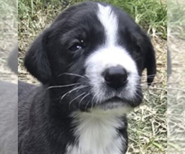 Medium Photo #6 Great Dane-Unknown Mix Puppy For Sale in Canton, CT, USA