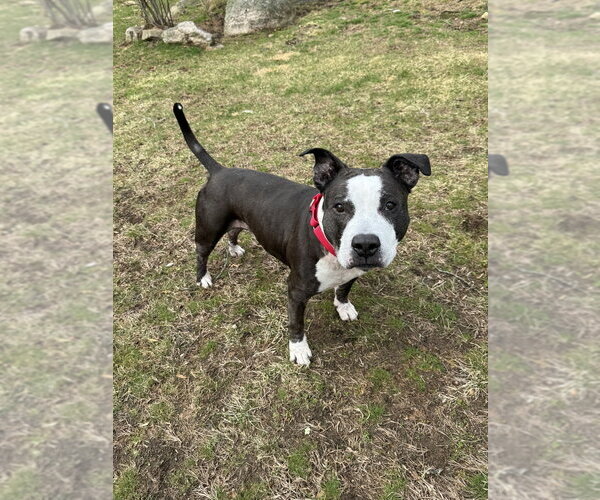 Medium Photo #18 American Pit Bull Terrier-American Staffordshire Terrier Mix Puppy For Sale in Brewster, NY, USA