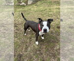 Small #17 American Pit Bull Terrier-American Staffordshire Terrier Mix