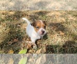 Puppy Ike Jack Russell Terrier