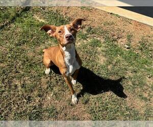 Labrador Retriever-Unknown Mix Dogs for adoption in Grovetown, GA, USA