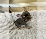 Puppy Blue Merle Male French Bulldog