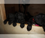 Small Photo #8 Great Dane Puppy For Sale in KALAMA, WA, USA