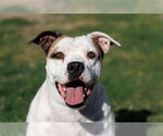 Small #11 Bullboxer Pit