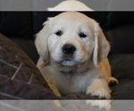 Small Photo #30 English Cream Golden Retriever Puppy For Sale in RINGGOLD, GA, USA