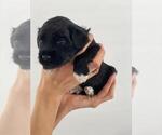 Small Photo #14 Portuguese Water Dog Puppy For Sale in RINGWOOD, NJ, USA