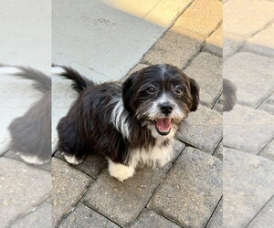 Shih Tzu-Unknown Mix Dogs for adoption in Mooresville, NC, USA