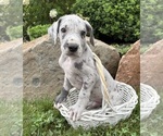 Small #3 Great Dane