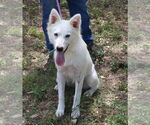 Small American Eskimo Dog-Golden Retriever Mix