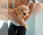 Puppy Puppy 5 Orange Golden Retriever