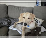 Small #1 Labrador Retriever-Rhodesian Ridgeback Mix