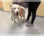 Small Siberian Husky