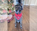 Small Photo #14 American Staffordshire Terrier-Boxer Mix Puppy For Sale in Fort Worth, TX, USA