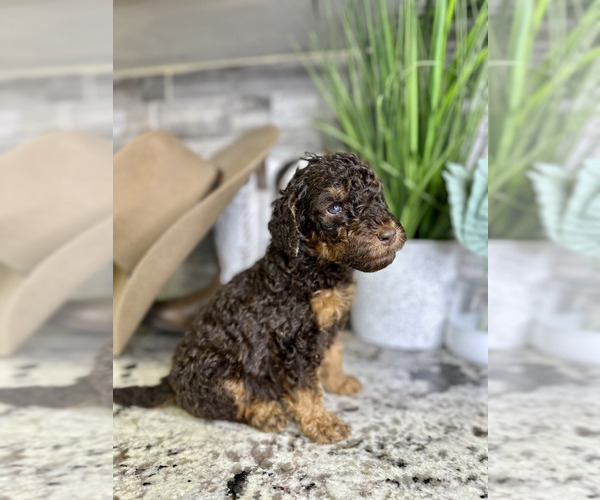 Medium Photo #1 Poodle (Standard) Puppy For Sale in NEWMAN, CA, USA