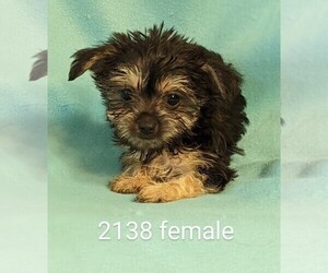 Maltese-Morkie Mix Puppy for Sale in CLARE, Illinois USA
