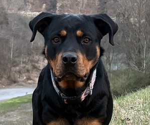 Mother of the Rottweiler puppies born on 05/07/2026